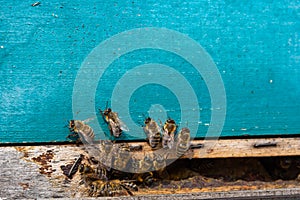 Honeybees entering hive. Bees at the entrance to the hive close-up on a blue background of the hive. Bees, beehive