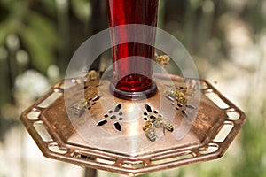 Honeybees at feeder photo
