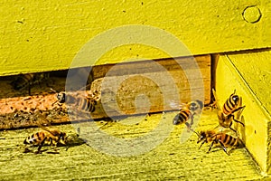 Honeybees Flying In and Out of Yellow Bee Hive photo