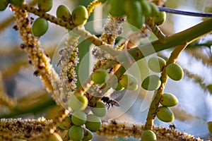 Honeybees harvesting pollen from Areca (Dypsis lutescens) flowers