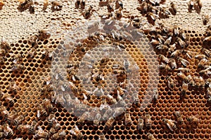 Honeybees in a Hive photo