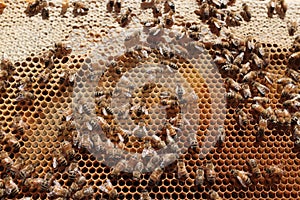Honeybees in a Hive