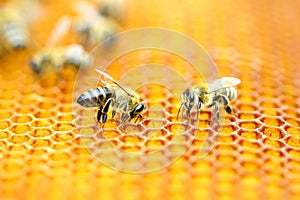 Honeybees in honeycomb photo