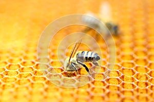Honeybees in honeycomb photo