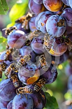 Honeybees Pollinating Fresh Plum Fruits on Tree photo