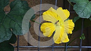 Honeybees try to get nectar from a luffa flower but ants come out from the center of the bloom and start to attack the bees