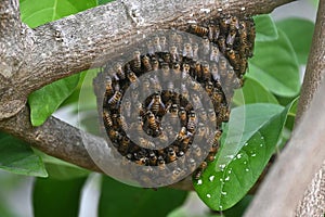 Honeybees use several parts of their body building a honeycomb on a tree branches