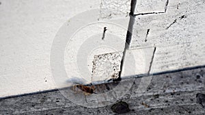 Honey bees using a waggle dance