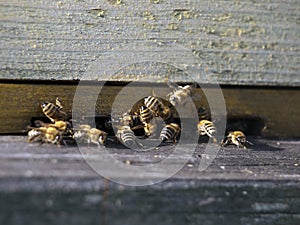 Honeybees in wood hive photo