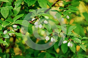 Honeyberry, as known as sweetberry, honeysucle, flowers close up in spring garden