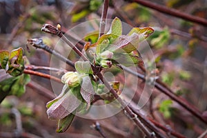 A honeyberry branch with new leaves and flowers photo