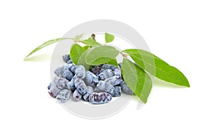 Honeyberry or Lonicera caerulea with green leaves isolated on white background