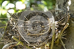 Honeybird`s nest abandoned on a apple apple plant