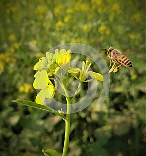 Honeybuns and flower