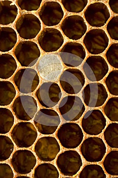 Honeycomb 007