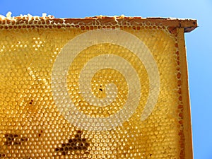 Honeycomb