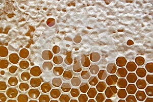 Honeycomb