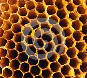 Honeycomb