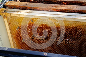 Honeycomb