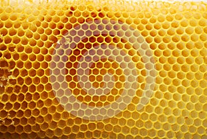 Honeycomb