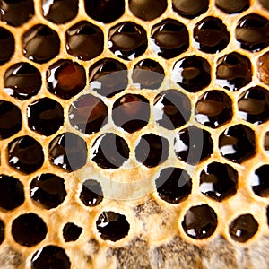 Honeycomb