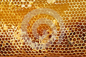 Honeycomb