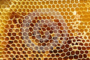 Honeycomb