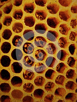 Honeycomb