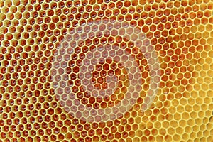 HoneyComb