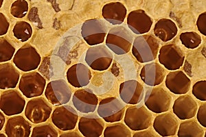 Honeycomb