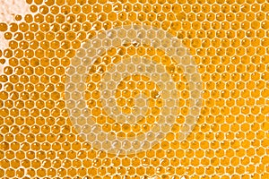 Honeycomb photo