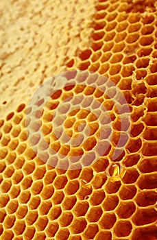 Honeycomb background