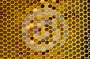 Honeycomb background