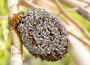 Honeycomb and bee or Apis florea on moringa tree and blur green