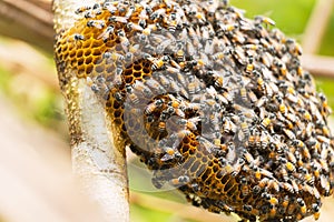 Honeycomb and bee or Apis florea on moringa tree and blur green