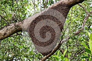 Honeycomb with bee colony hanging on the branch of tree