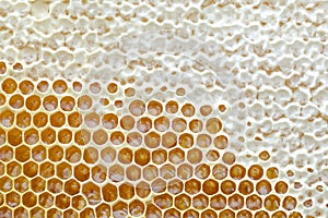 Honeycomb from a bee hive filled with golden honey in a full frame view. Background texture.