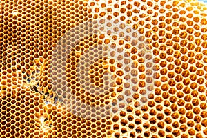Honeycomb bee home