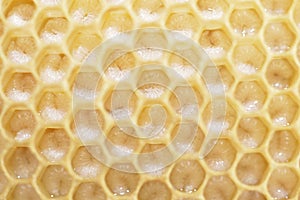 Honeycomb with bee larvae