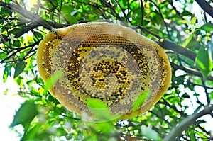 Honeycomb or Bee`s nest in Organic Orange Garden