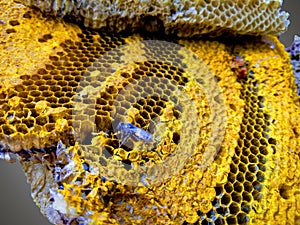 Honeycomb with bee texture on gray background