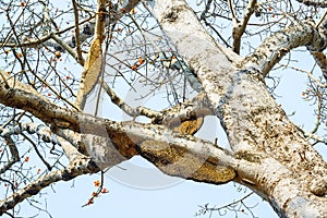Honeycomb or beehive on the big tree.