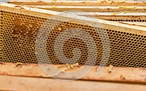 Honeycomb from beehive - closeup