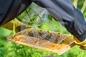 Honeycomb on beekeeper`s hands