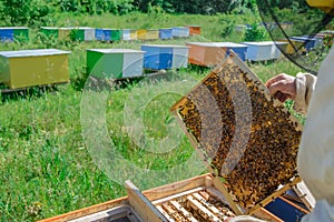 Honeycomb. The beekeeper works with bees near the hives. Apiary.