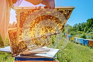 Honeycomb. The beekeeper works with bees near the hives. Apiary. Theme of beekeeping