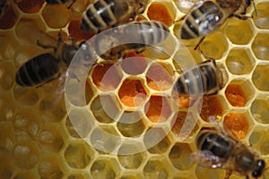Honeycomb with Bees