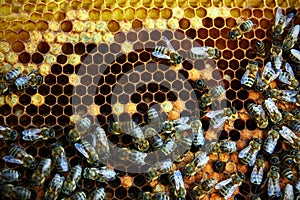 Honeycomb with bees