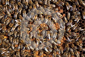 Honeycomb and bees
