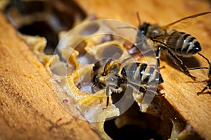 Honeycomb with bees